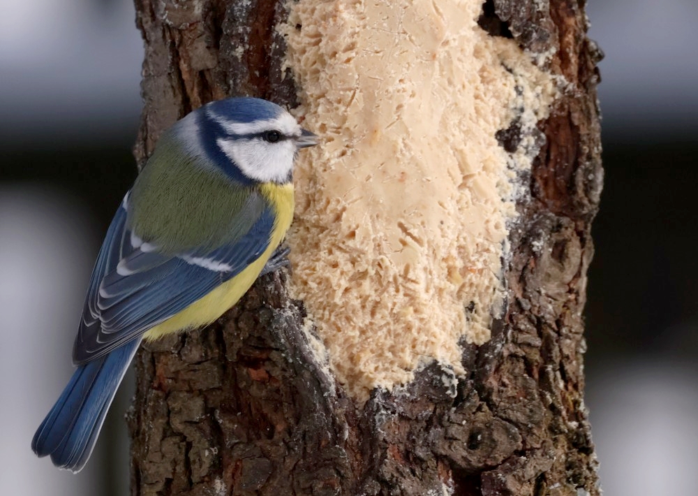 Óda na arašídové máslo pro ptáky