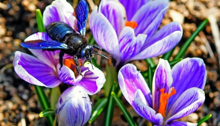 Opylovači nejsou jen včela medonosná. A potřebují podpořit