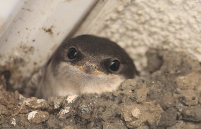 Vlaštovky a jiřičky – nejčastější otázky a odpovědi ohledně hnízdění na lidských objektech