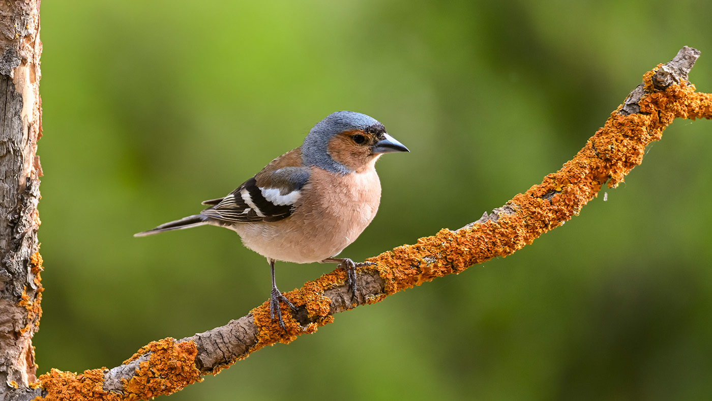 Zajímavosti o ptácích ke stažení