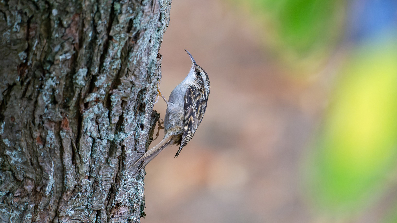 Šoupálek – mistr kamufláže a šikovný predátor hmyzu
