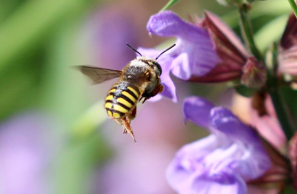 Druhy včelek samotářek