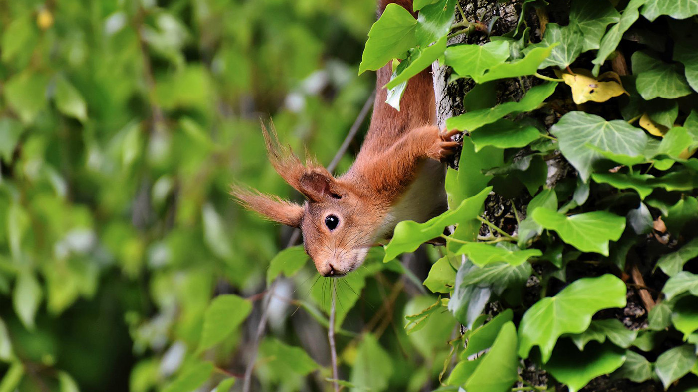 Po stopách veverek – chlupatých agentů v utajení