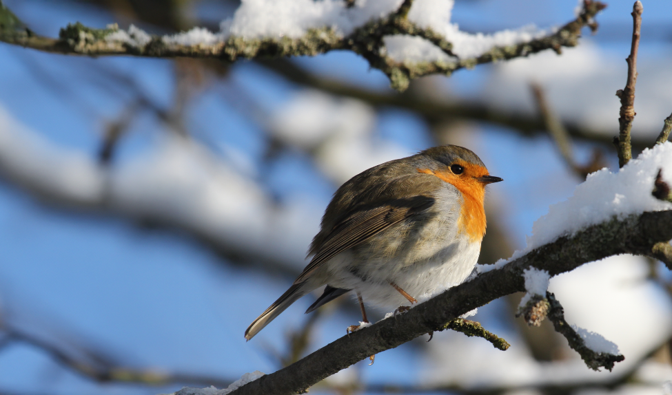 Přilepšete ptákům v chladných dnech