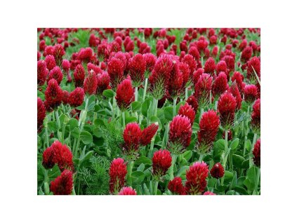 Semínka k výsevu - jetel inkarnát