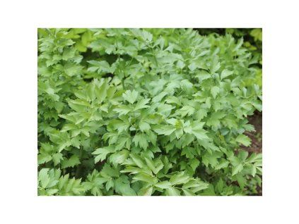 4000 seminka k vysevu libecek lekarsky levisticum officinale