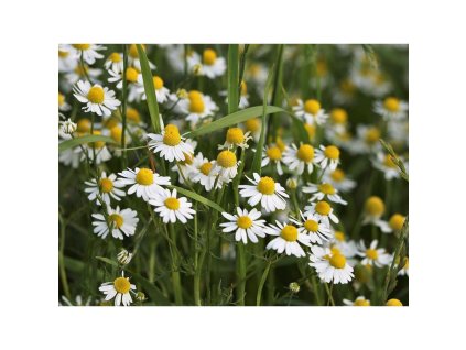 Semínka k výsevu - heřmánek pravý (Matricaria chamomilla)