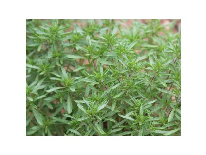 Semínka k výsevu - saturejka zahradní (Satureja hortensis)