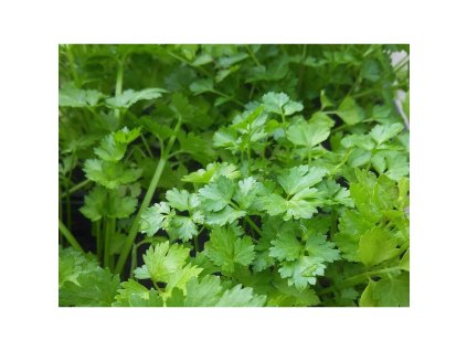 Semínka k výsevu - koriandr setý (Coriandrum sativum)