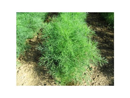 Kopr vonný (Anethum graveolens) - semínka k výsevu