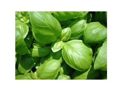 4015 seminka k vysevu bazalka prava ocimum basilicum