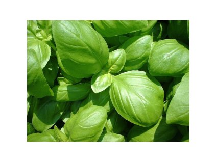 Bazalka pravá (Ocimum basilicum) - semínka k výsevu