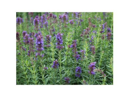 Semínka k výsevu - yzop lékařský