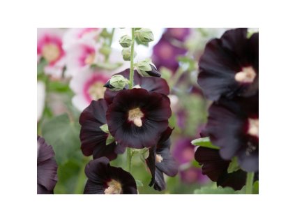 Semínka k výsevu - topolovka růžová