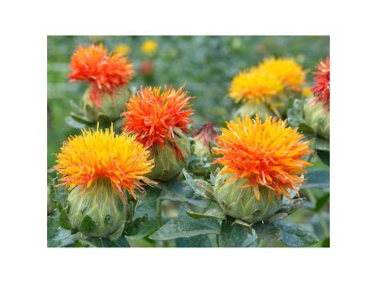 Semínka k výsevu - světlice barvířská