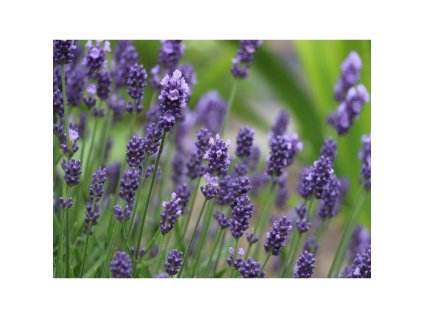 Semínka k výsevu - levandule lékařská (původní druh)