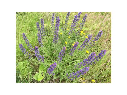 Semínka k výsevu - hadinec obecný