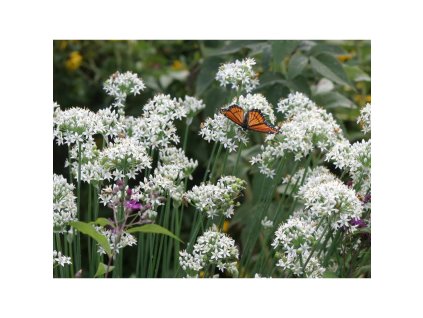 Semínka k výsevu - česnek vonný (čínská pažitka)