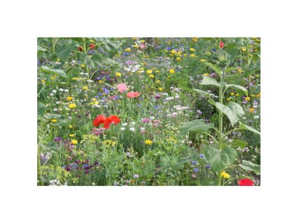 Semínka k výsevu - kuchyňská směs letniček 10 g