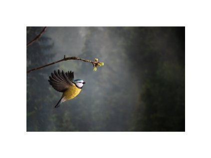 wg4441 decobird flyingbluetit highres 3