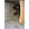 7186 4 ptaci budka schwegler 2gr otvor oval 3 x 4 5 cm