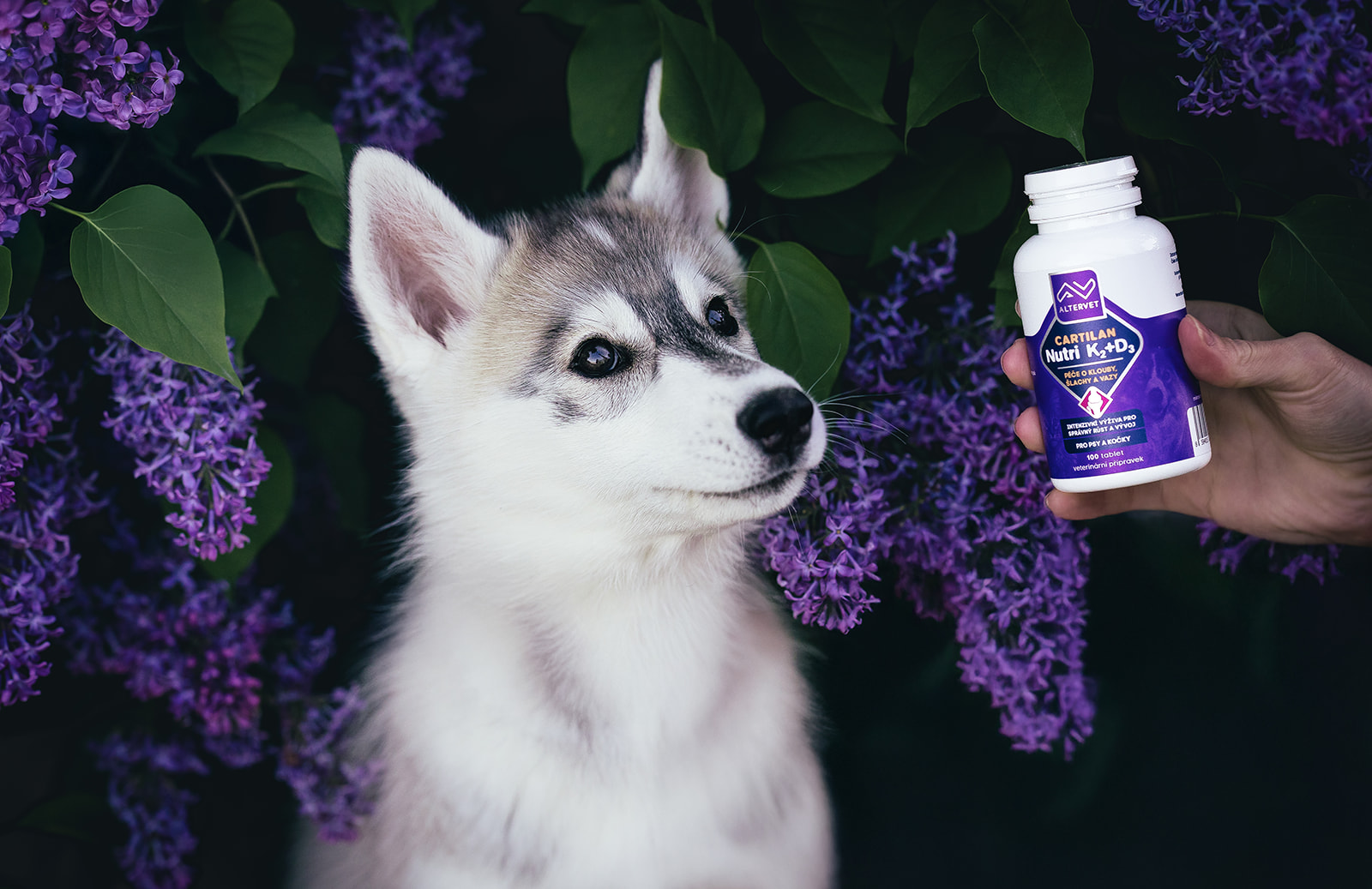 Jak vybrat kloubní výživu pro psa: od štěněte po seniora