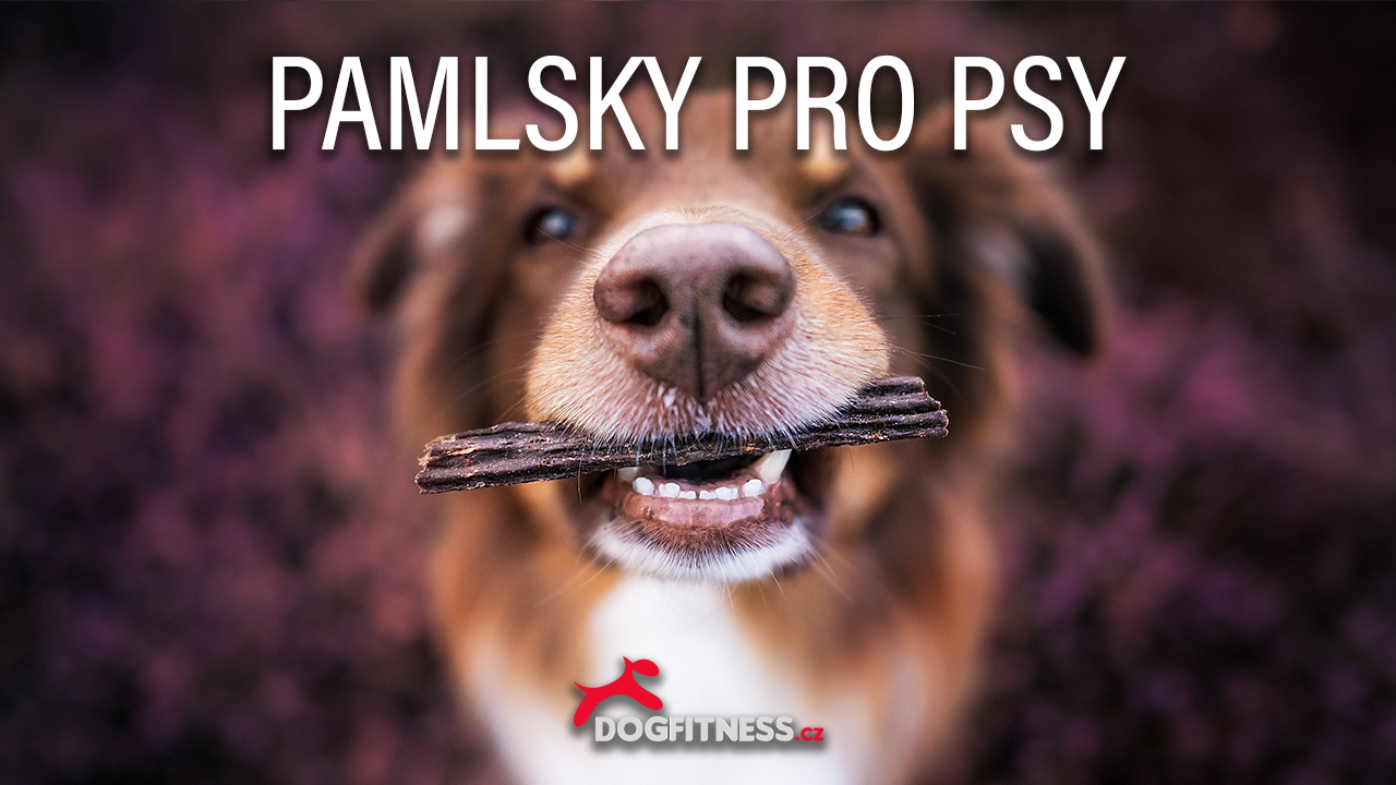 Pamlsky pro psy - kvalitní, poctivé, lokální (video)