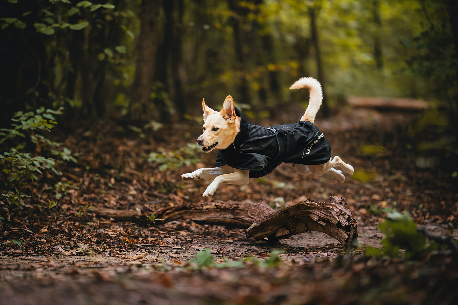 DA906708_mrackova.com