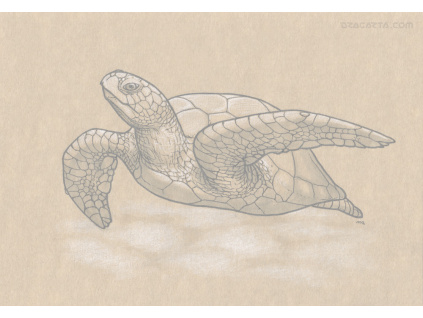 Inktober 2016/5 Turtle