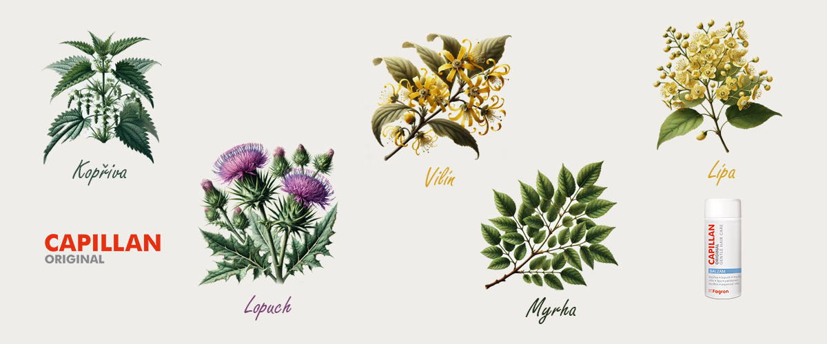 capillan-balzam-herbarium