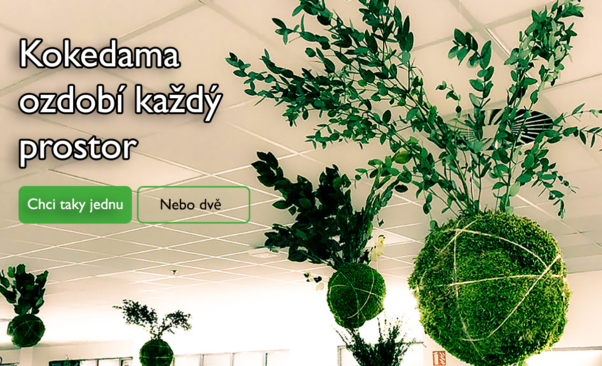 Kokedamy
