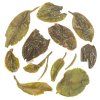 Rohini Darjeeling Spring Regalia Silver Tips (2)