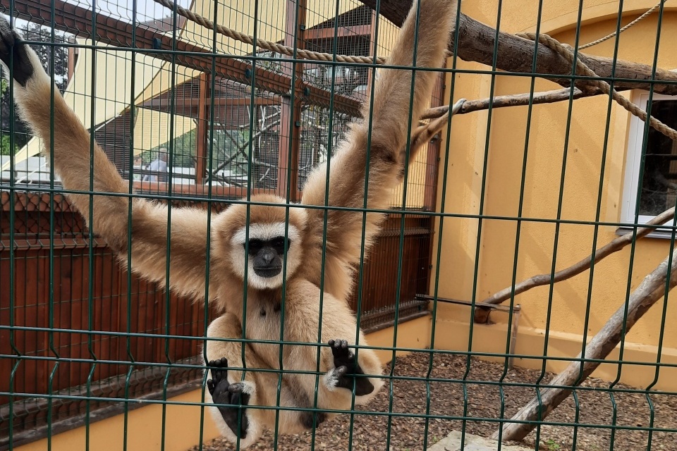 Exotika na ranči Bítovany: zookoutek, kde vás překvapí giboni i surikaty