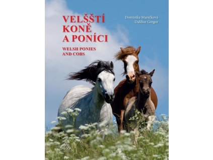 124091 velssti kone a ponici welsh ponies and cobs