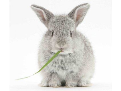 146501 magnetic rabbit 3d magnet