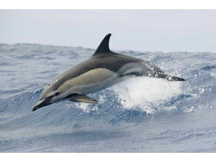 Delphinus delphis delfín / 3d pohled /