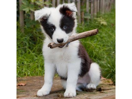 Magnet 3D Border Collie