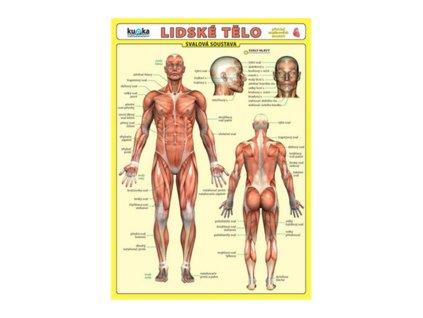94361 lidske telo prehled organovych soustav svalova soustava