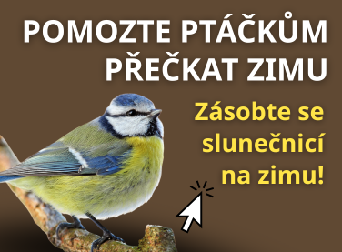 Slunečnice pro ptáky na zimu