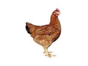 dominant cervene zihany d159