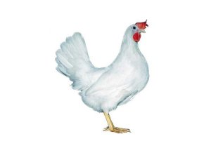 dominant leghorn d229