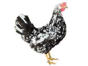 dominant leghorn d601