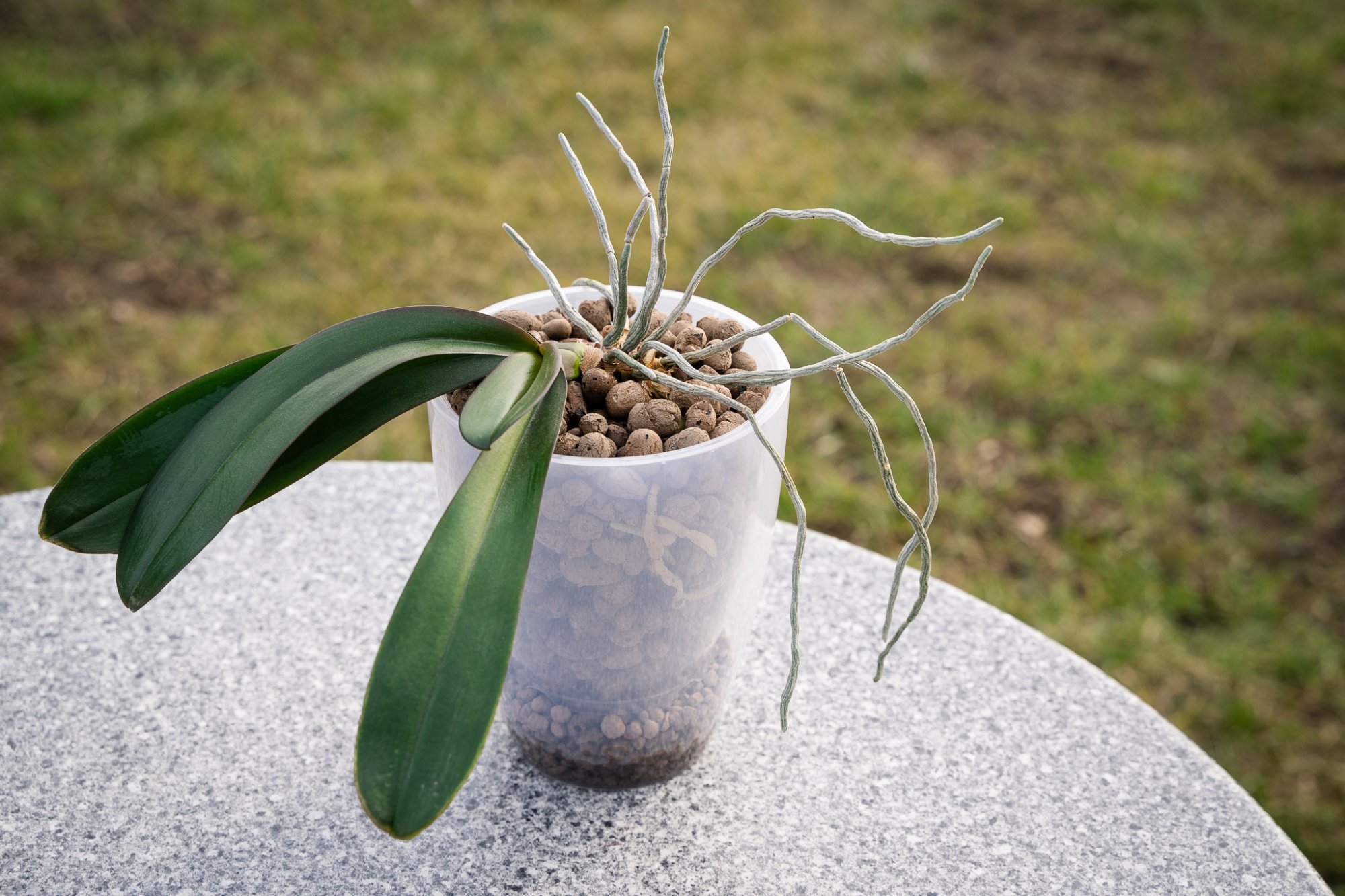 Hydroponie a keramzit - objevte výhody hydroponického pěstování