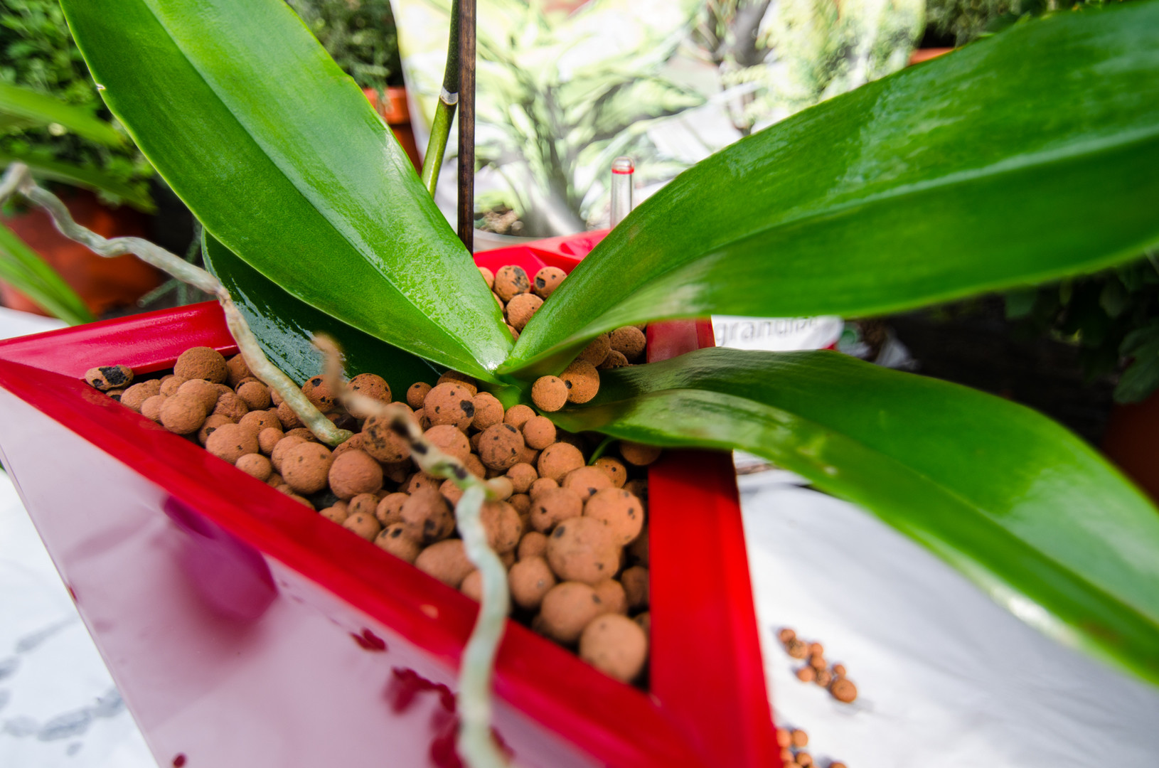 Zahradní keramické kamenivo Liaflor