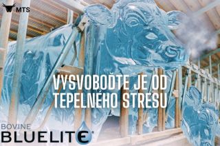Každoroční dopady vysokých letních teplot si vybírají nemalou daň na peněženkách chovatelů. Existují pouze 2 strategie...