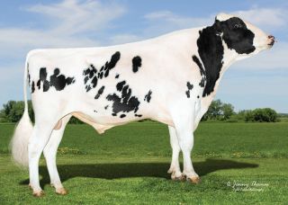 #PERPETUAL - První dcery končí 1. laktaci 🔥 A to ne ledajakou...posuďte sami. 😉 Plemenice CZ 806011931 v Agro Záhoří...