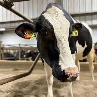 Kurz managementu mléčného stáda ve Wisconsinu má vůbec prvních 8 absolventů z 🇨🇿! Za 10 dní nelze jednoduše shrnout...