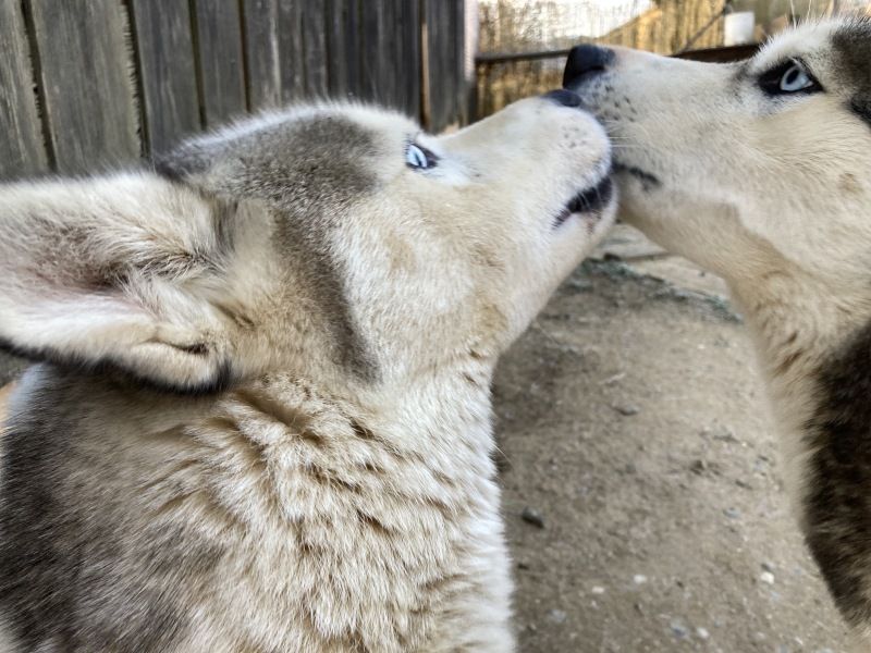 největší radost ze zimy mají naše husky