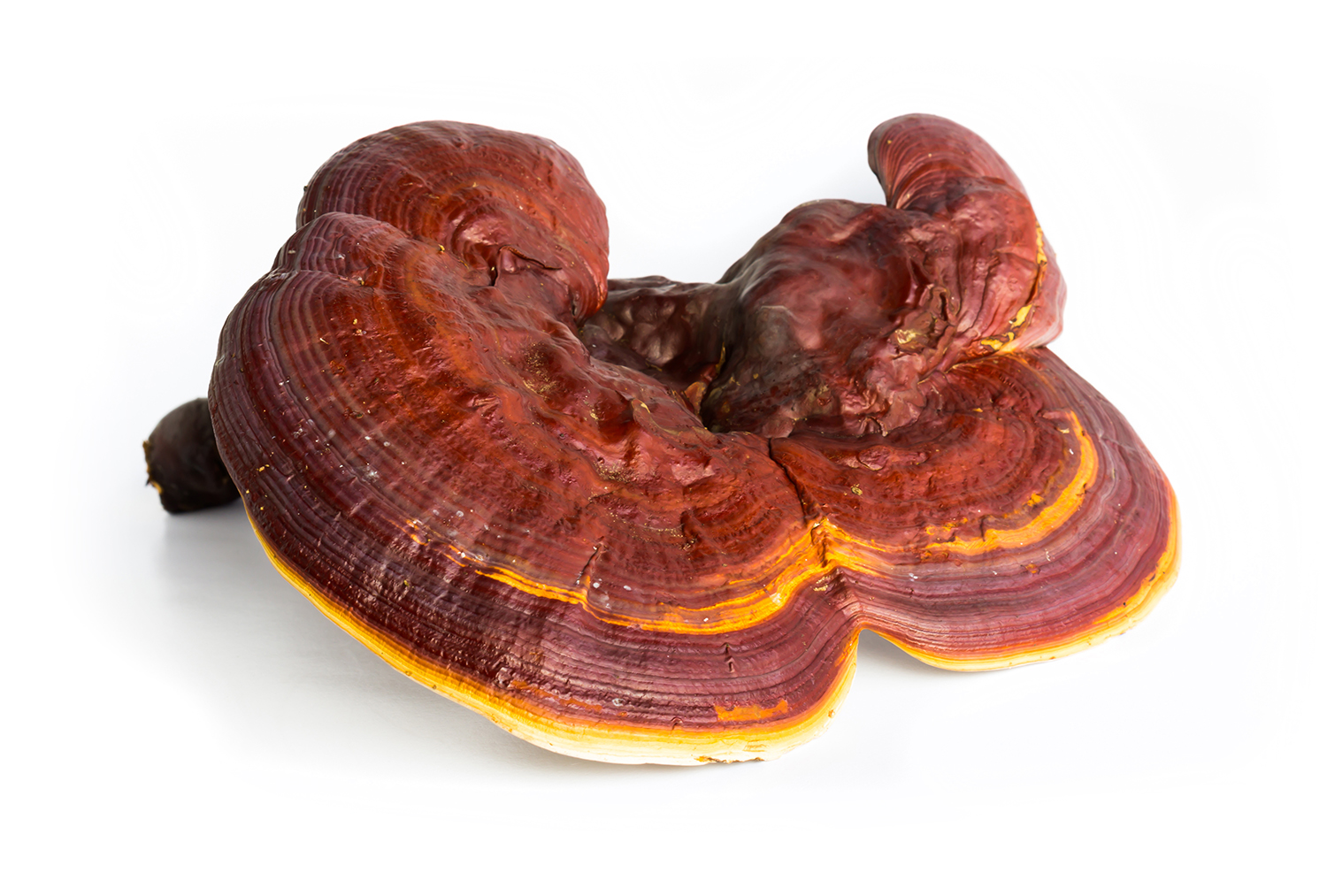 reishi