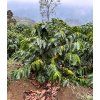 Venezuela (Velikost balení 1000g ( 1Kg))